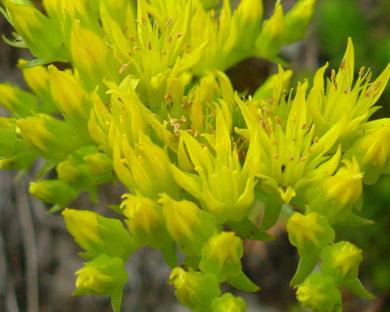 Sedum cfr. rupestre